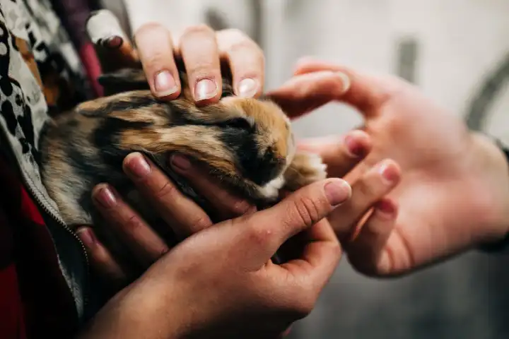 Several hands gently cradling a small pet.